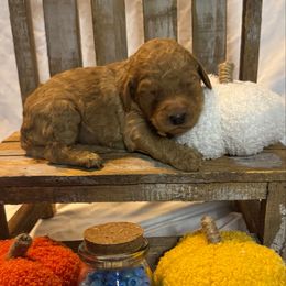 Blue Collar Standard Poodle - Red  male Poodle puppy in Murrayville, Georgia from Spoiled Rotten Kennels