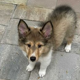 Romeo - Sable and white male Shetland Sheepdog puppy in Aliquippa, Pennsylvania from Fancypants Shetland Sheepdogs