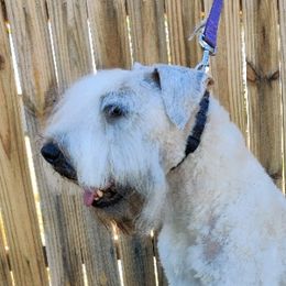 Harley - Soft Coated Wheaten Terrier