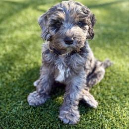 Platinum - Blue male Australian Labradoodle puppy in Brush Prairie, Washington from Fancy Pants Labradoodles