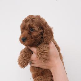 Australian Labradoodle Puppies from New England Labradoodles