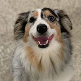 Aussiedoodles, Collies, and Miniature Australian Shepherds from Jeanah's Pups