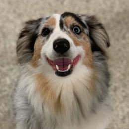 Aussiedoodles, Collies, and Miniature Australian Shepherds from Jeanah's Pups