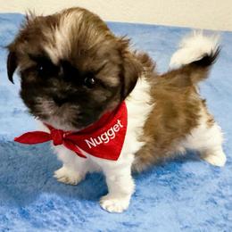 Nugget - male Shih Tzu puppy in Brainerd, Minnesota from Angie’s Teddy Bear Puppies Minnesota
