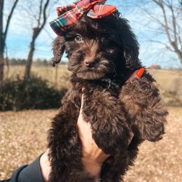 Mint Collar - Brown white and tan female Cockapoo puppy in Richmond, Kentucky from The Doting Doodle
