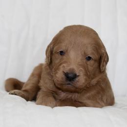 Guss - male Goldendoodle puppy in Yukon, Oklahoma from Silver Barn Doodles