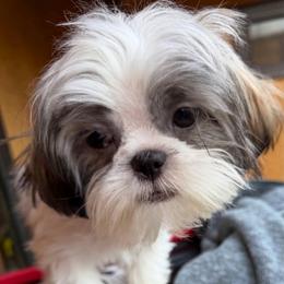 Sandy - Brindle and white female Shih Tzu puppy in Victorville, California from RUMBLE n TUMBLE