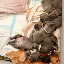 Neapolitan Mastiff Puppies from San Diego Mastiff