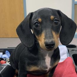 Gidget, - Dachshund