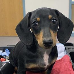 Gidget, - Dachshund