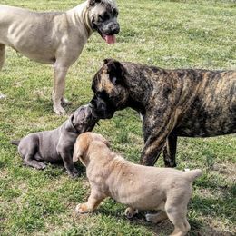 Cane Corso Puppies from Motorhead Cane Corso