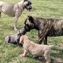 Cane Corso Puppies from Motorhead Cane Corso