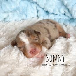 Sonny - Red merle male Australian Shepherd puppy in Yarmouth, Iowa from HomeGrown Aussies