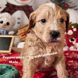 Peppermint - Red  male Goldendoodle puppy in Peytno, Colorado from Grace N Faith Doodles