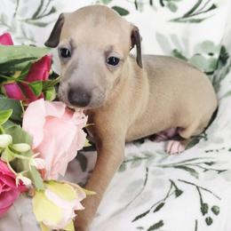 Banger - Blue fawn male Italian Greyhound puppy in Cadwell, Georgia from All The DoDa Day Italian Greyhounds