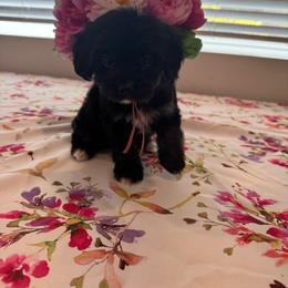 Raven - Black and white female Cavapoo puppy in Lafayette, Oregon from Wine Country Cavapoos