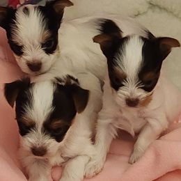 Yorkshire Terrier puppies from Michele Hackett