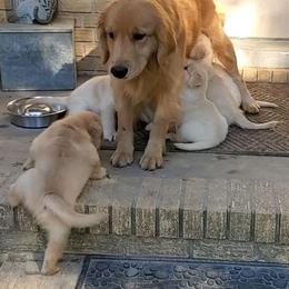 English Setter, Golden Retriever, and Gordon Setter Puppies from Katherine Lirette