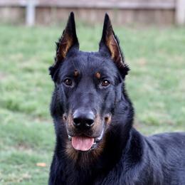 Atlas - Beauceron