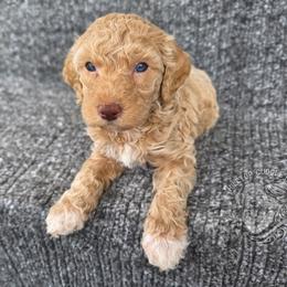 Amethyst - Cream female Goldendoodle puppy in Chattanooga, Tennessee from Hilltop Cuddle Pups
