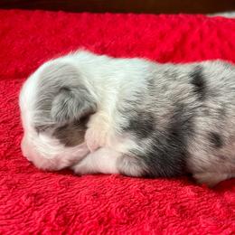 Lenny - Blue merle male Australian Shepherd puppy in Loda, Illinois from Pilcher Farms