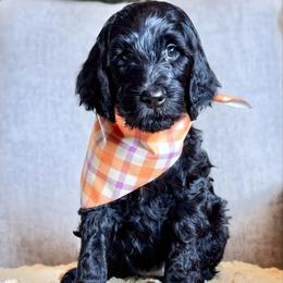 Cookie- Purple Collar - Black female Goldendoodle puppy in Bay City, Texas from Charming Doods Goldendoodles