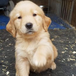 German Shepherd and Golden Retriever Puppies from Bonham Farms