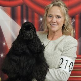 DREAMER - Cocker Spaniel