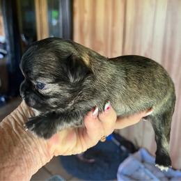 Stripes - Chocolate brindled fawn male Chihuahua puppy in Tecumseh, Oklahoma from Callie’s Happy Chihuahuas, Callie’s Happy Treasures LLC