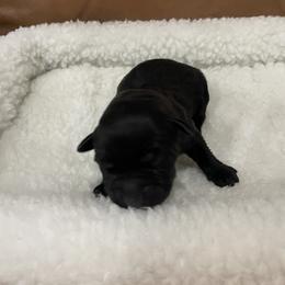 Boy 5 - Black male Cane Corso puppy in San Isidro, Texas from MTZCC Ranch, LLC