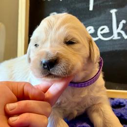 Whisper - Light golden female Golden Retriever puppy in Doniphan, Missouri from Stockford’s Golden Retrievers