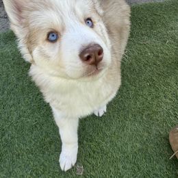 Siberian Husky Puppies from Young Orchard Siberians