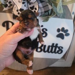 Boy 1 - Black and gold male Yorkshire Terrier puppy in Clermont, Florida from Bella's Prissy Butts