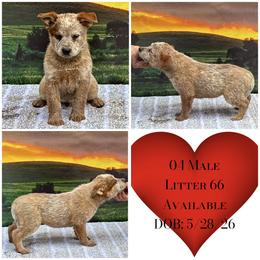 L66-04 - Red speckled male Australian Cattle Dog puppy in Sheridan, Oregon from 6pk Cattledogs