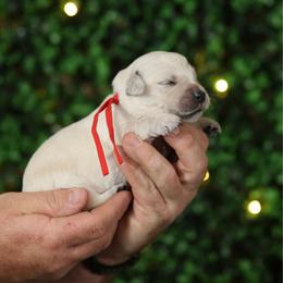 Poppy - Light golden female Golden Retriever puppy in Payette, Idaho from Stonewick Retrievers