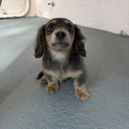 Bluey (ready now) - Blue and tan male Dachshund puppy in St. Cloud, Florida from White Oak Kennels