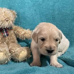 Pearlie - Light golden female Golden Retriever puppy in Ennis, Texas from Amberidge Golden Retrievers