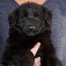 Yellow Ribbon - Black female German Shepherd puppy in Howard City, Michigan from Sherman's Shepherds