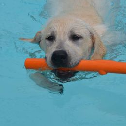 Labrador Retriever All Grown Up from Mill Stream Labradors