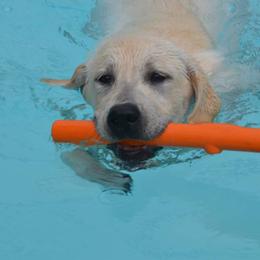 Labrador Retriever All Grown Up from Mill Stream Labradors