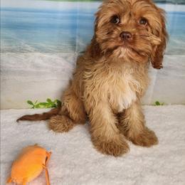 Ginger - Apricot female Cavapoo puppy in Marshfield, Missouri from Clearview Kennels