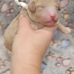 White Female - Red  female Goldendoodle puppy in Mocksville, North Carolina from Hunting Creek Farm & Kennel