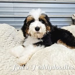 Boy 4 - Tri-color Bernedoodle puppy in Schertz, Texas from Kat's Teddydoodles