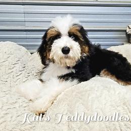 Boy 4 - Tri-color Bernedoodle puppy in Schertz, Texas from Kat's Teddydoodles
