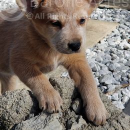 Maple - Red speckled Australian Cattle Dog puppy in De Funiak Springs, Florida from BarOne Acres Australian Cattle Dogs