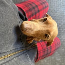 Baby - Red female Dachshund puppy in El Paso, Texas from InnerVision K9 & Dachs