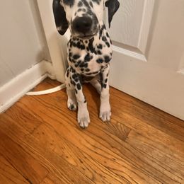 Rocket - White and black male Dalmatian puppy in Westworth Village, Texas from Bri’s Spot Garden - Glasscock Dalmatians