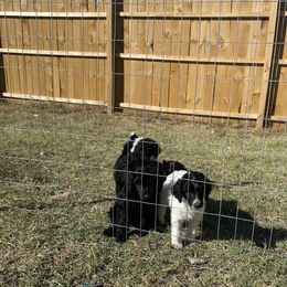 Poodle Puppies from Parapoodles