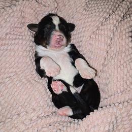 Mariposa - Tri-color female Bernedoodle puppy in Grove, Oklahoma from Grand Lake Poodles & Doodles