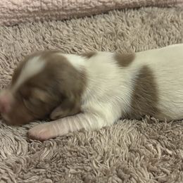 Dachshund Puppies from Whitesboro Dachshund